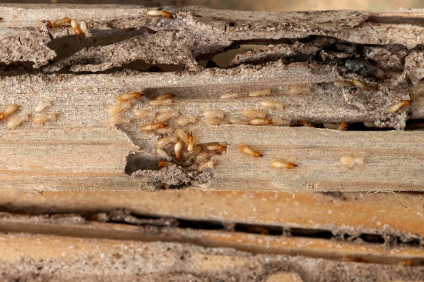 Best Bird Control  in Woodfield, SC